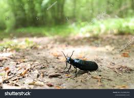 Attēlu rezultāti vaicājumam “Meloe sp. larva”