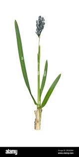 Attēlu rezultāti vaicājumam “Sesleria caerulea flower”