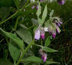 Attēlu rezultāti vaicājumam “Symphytum asperum”