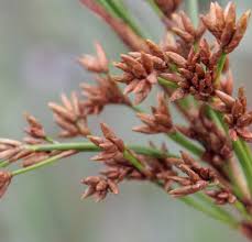 Attēlu rezultāti vaicājumam “Cladium mariscus fruit”