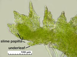 Attēlu rezultāti vaicājumam “Cephaloziella elachista macro”