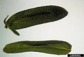 Attēlu rezultāti vaicājumam “Hypericum perforatum leaf”