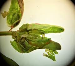 Attēlu rezultāti vaicājumam “Geocrypta galii larva”