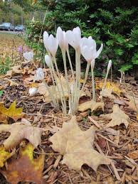 Attēlu rezultāti vaicājumam “Colchicum szovitsii subsp. szovitsii flower”