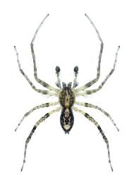 Attēlu rezultāti vaicājumam “Anyphaena accentuata”