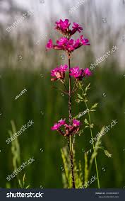 Attēlu rezultāti vaicājumam “Silene viscaria leaf”