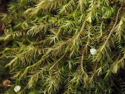 Attēlu rezultāti vaicājumam “Anastrophyllum minutum”