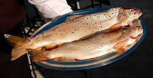 Image result for Salmo dentex