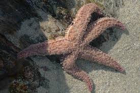 Image result for Asterias rubens