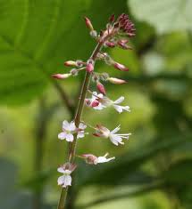 Attēlu rezultāti vaicājumam “Circaea lutetiana”