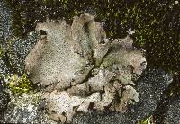 Attēlu rezultāti vaicājumam “Dermatocarpon miniatum”