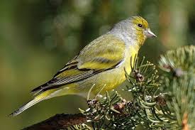 Image result for Carduelis citrinella