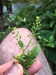 Attēlu rezultāti vaicājumam “Rorippa palustris leaf”