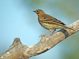Attēlu rezultāti vaicājumam “Anthus trivialis”