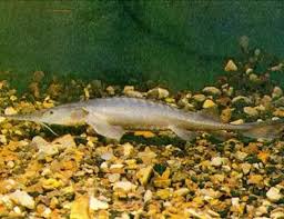 Image result for Scaphirhynchus platorynchus