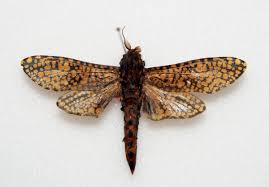 Attēlu rezultāti vaicājumam “Cossidae”