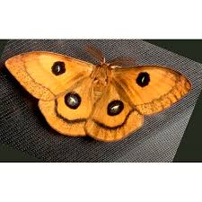 Attēlu rezultāti vaicājumam “Aglia tau”