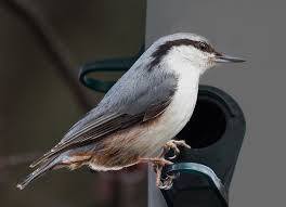 Image result for Sitta europaea