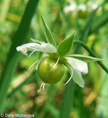 Attēlu rezultāti vaicājumam “Stellaria holostea”