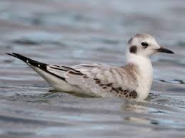 Image result for Chroicocephalus philadelphia