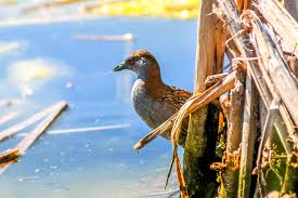 Image result for Porzana pusilla