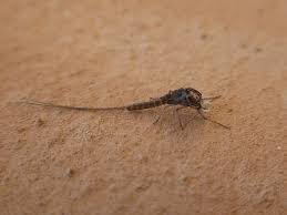 Attēlu rezultāti vaicājumam “Ephemeroptera imago”