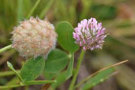 Attēlu rezultāti vaicājumam “Trifolium fragiferum flower”