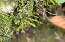 Attēlu rezultāti vaicājumam “Pohlia wahlenbergii sporophyte”