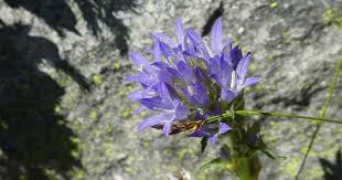 Image result for Campanula moesiaca