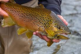 Image result for Salmo trutta trutta