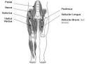 <b>Thigh</b> Flexor Muscles
