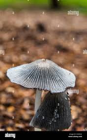 Attēlu rezultāti vaicājumam “Coprinus lagopus”