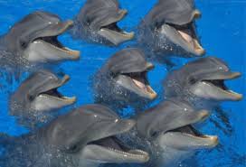 Image result for Dolphins Sheltered & Disabled Swim Club