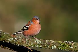 Attēlu rezultāti vaicājumam “Fringilla coelebs male”