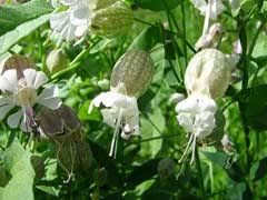 Attēlu rezultāti vaicājumam “Silene vulgaris bud”