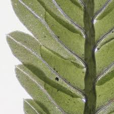 Attēlu rezultāti vaicājumam “Brachythecium salebrosum sporophyte”