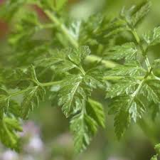 Image result for Anthriscus cerefolium