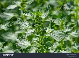 Attēlu rezultāti vaicājumam “Urtica urens”