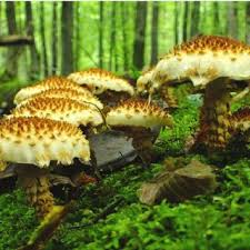 Attēlu rezultāti vaicājumam “Pholiota squarrosoides”