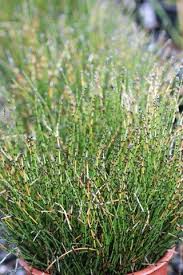 Attēlu rezultāti vaicājumam “Sciuro-hypnum curtum”