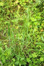 Attēlu rezultāti vaicājumam “Alopecurus aequalis”