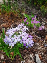 Attēlu rezultāti vaicājumam “Carex pilosa flower”