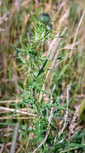 Attēlu rezultāti vaicājumam “Cirsium vulgare”