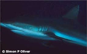 Image result for Scylliogaleus quecketti