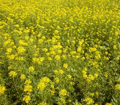 Attēlu rezultāti vaicājumam “Sinapis alba”