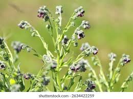 Attēlu rezultāti vaicājumam “Cynoglossum officinale”