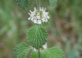 Image result for Marrubium vulgare