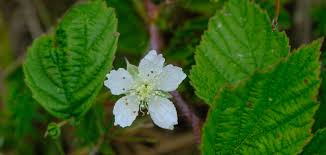 Attēlu rezultāti vaicājumam “Rubus caesius flower”