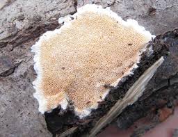 Attēlu rezultāti vaicājumam “Junghuhnia nitida”