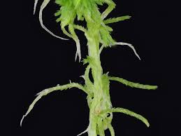 Attēlu rezultāti vaicājumam “Sphagnum fimbriatum”